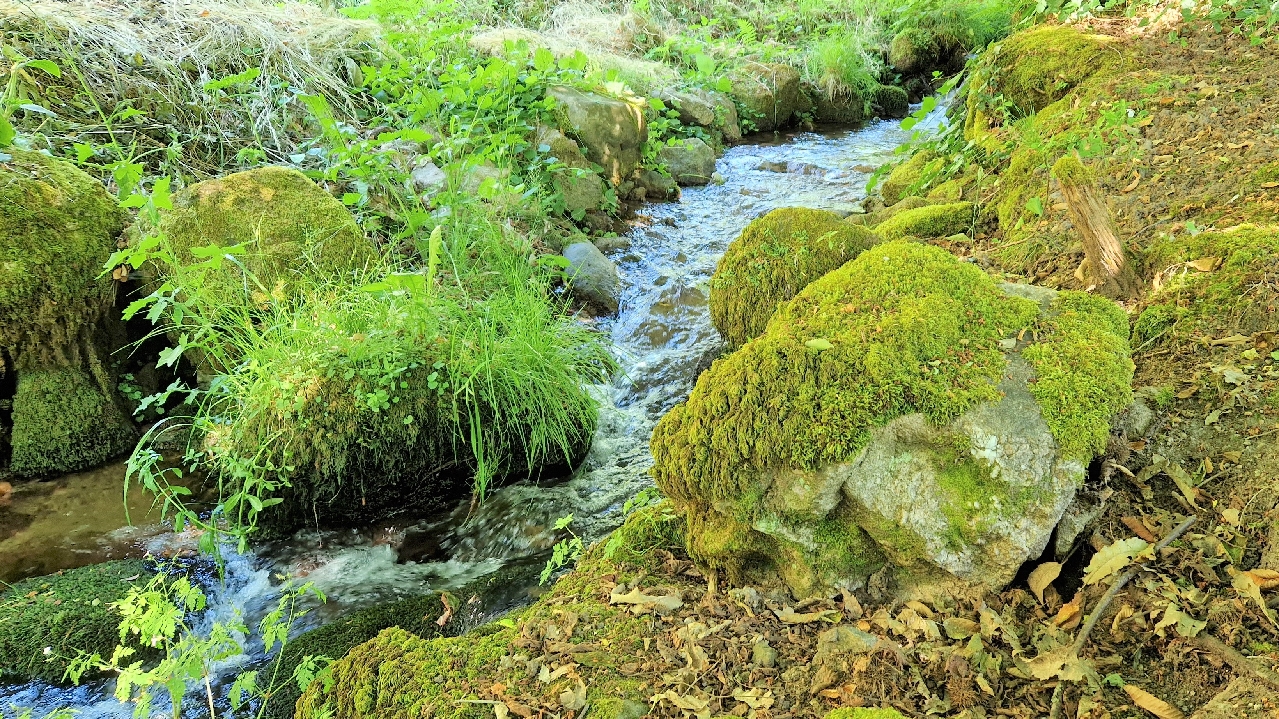 Bachlauf