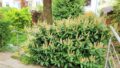 kleiner Garten