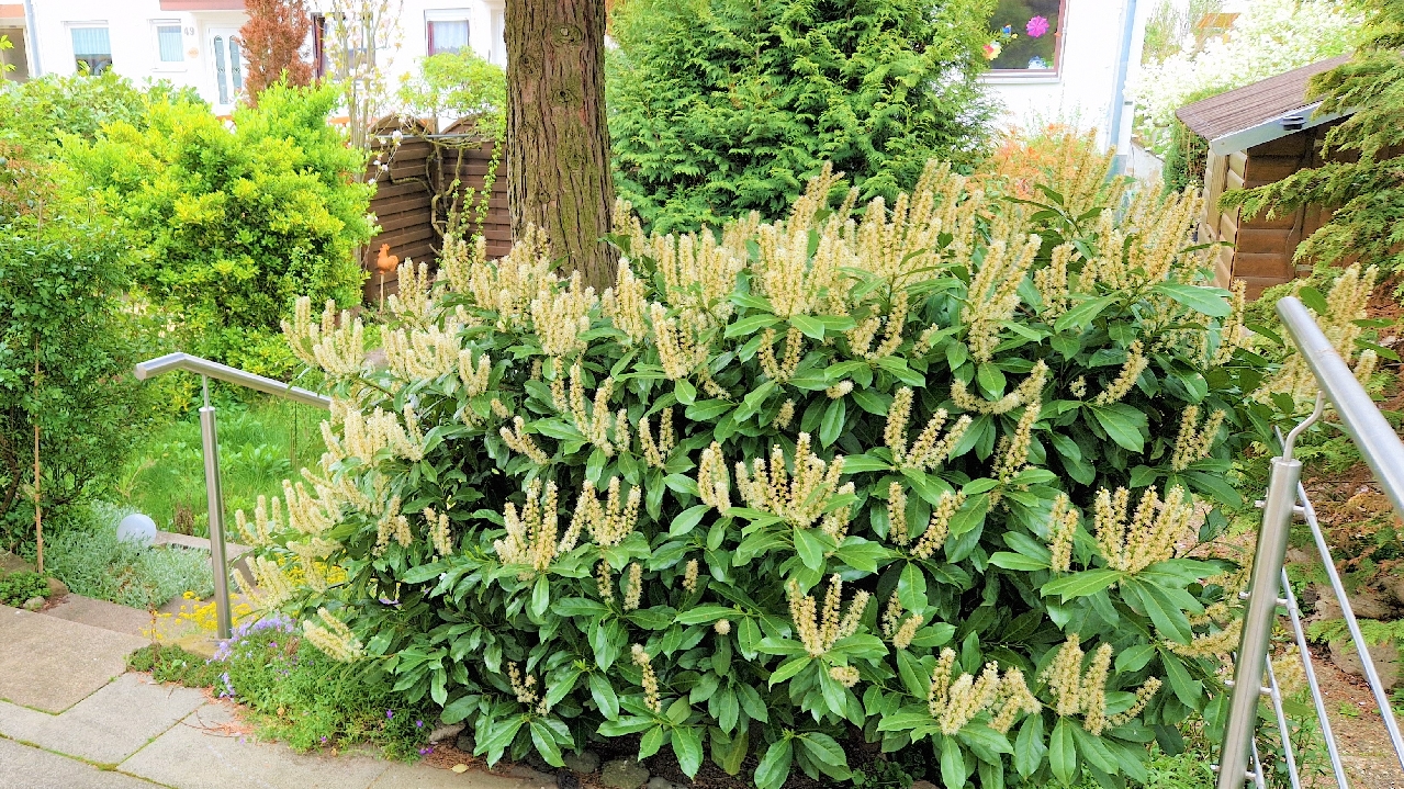kleiner Garten